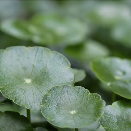 Creme calmante com barreira de hidratação