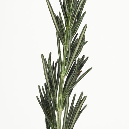 Rosemary Scalp 3 in 1 treatment