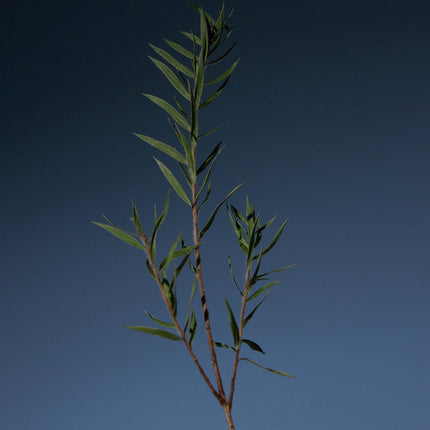Tea Tree Purifying Shampoo