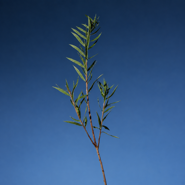 Tea Tree Purifying Tonic - Canarias