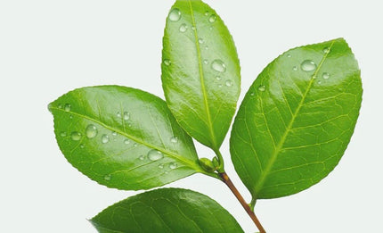 Green Tea Fresh Sunscreen