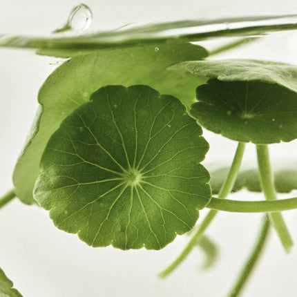 Light On Serum : Centella + Vitamin C