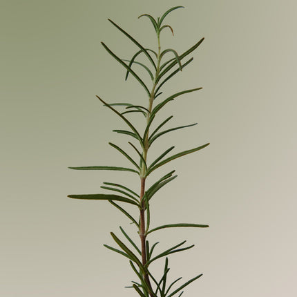 Esfoliante de couro cabeludo com alecrim