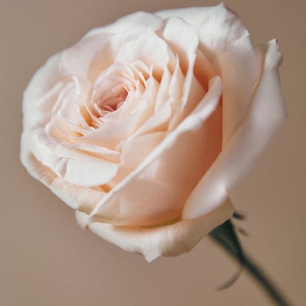 Reviving rose infusion cream cleanser