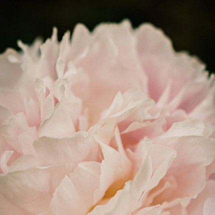 Reviving rose infusion cream cleanser