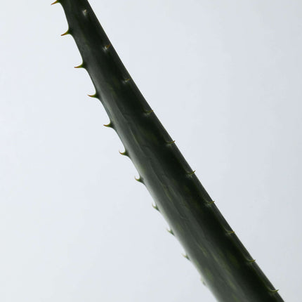 Gel de Aloe Vera 95% Orgânico