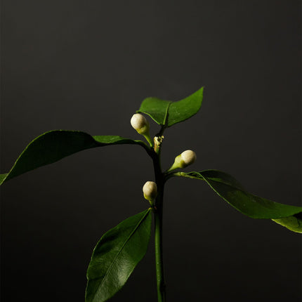 Óleo facial iluminador de Neroli orgânico